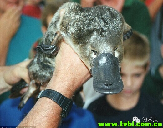 有小伙纸非常喜欢澳洲鸭嘴兽。。于是他花了N年时间把自己改造成酱紫。。 ...