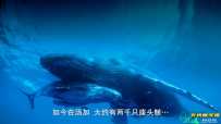 座头鲸