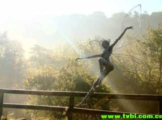 精靈舞動蒲公英