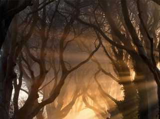 世界上最美的16顆樹